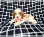 Small #3 Cavapoo (Standard)