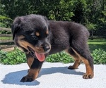 Small #8 Rottweiler