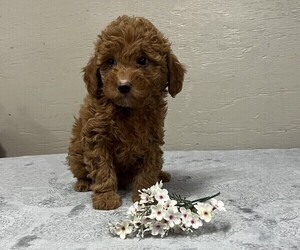 Goldendoodle-Poodle (Miniature) Mix Puppy for sale in COLBY, WI, USA