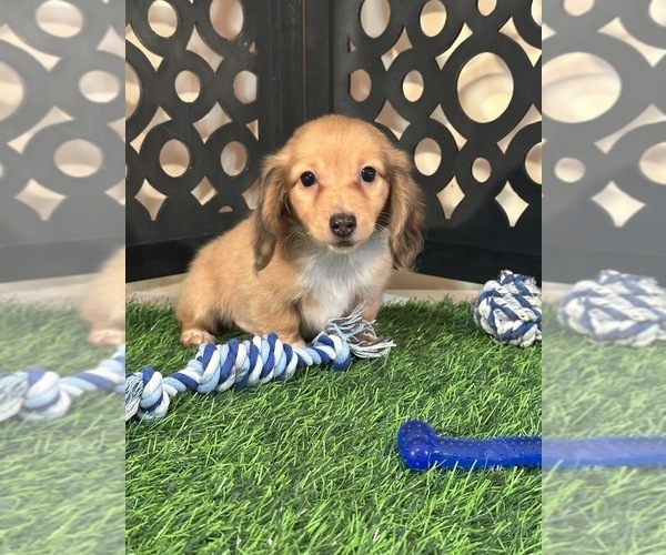 Medium Photo #1 Dachshund Puppy For Sale in MOUNT VERNON, OH, USA