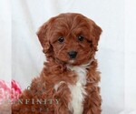 Small #3 Cavapoo (Miniature)