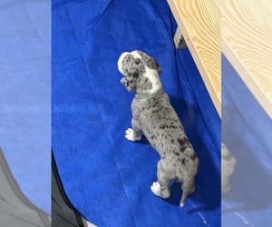 Great Dane Puppy for sale in RANSOMVILLE, NY, USA
