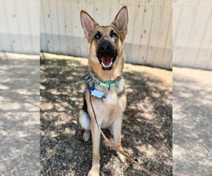 German Shepherd Dog Dogs for adoption in San Diego, CA, USA