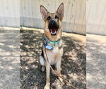 Small German Shepherd Dog