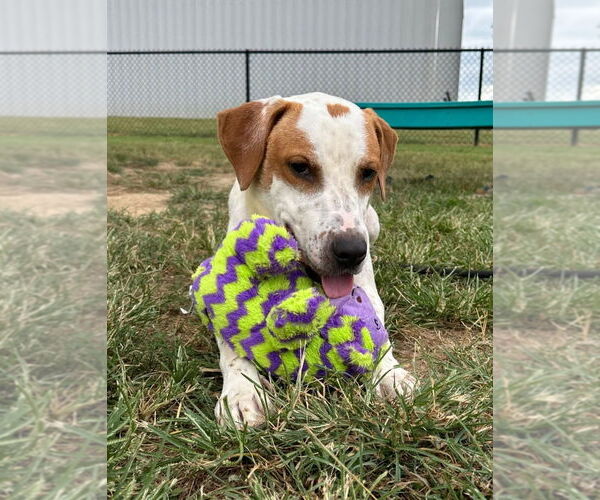 Medium Photo #3 Mutt Puppy For Sale in Evansville, IN, USA