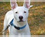 Small Canaan Dog Mix