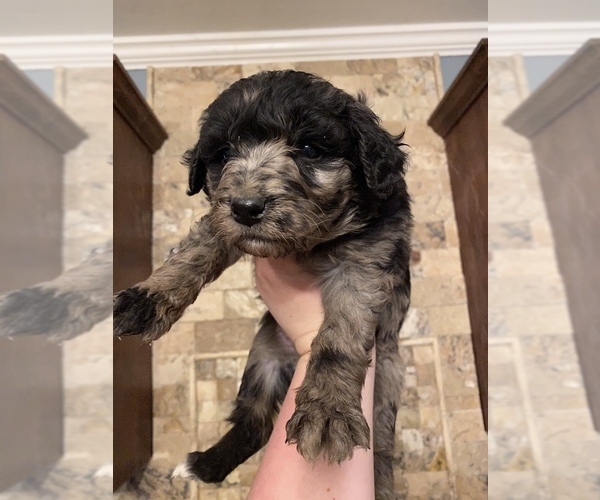 Medium Photo #5 Aussiedoodle Puppy For Sale in ARKOMA, OK, USA