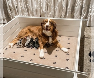 Mother of the Australian Shepherd puppies born on 01/11/2022