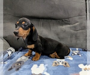 Dachshund Puppy for sale in DEBARY, FL, USA