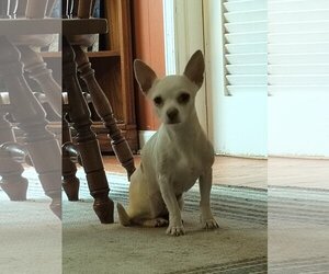 Chihuahua Dogs for adoption in HOPKINSVILLE/PRINCETON, KY, NH, USA