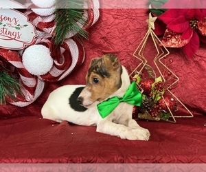 Jack Russell Terrier Puppy for sale in LANCASTER, PA, USA