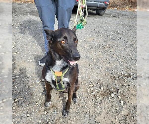 Medium Photo #28 Mutt Puppy For Sale in Oakhurst, NJ, USA