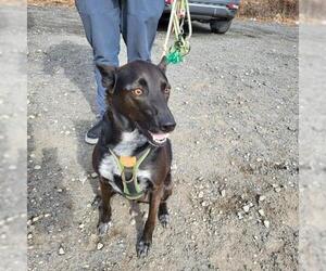 Indigo - Indeed a Good Boy! - Male Mutt Dog for Adoption - Photo #20