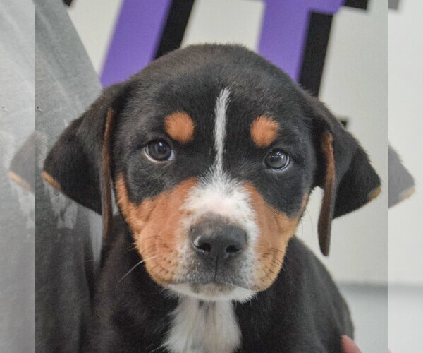 Medium Photo #6 Rottweiler-Unknown Mix Puppy For Sale in Huntley, IL, USA