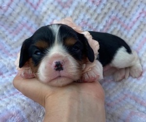 Cavalier King Charles Spaniel Puppy for sale in CAMPBELLSVILLE, KY, USA