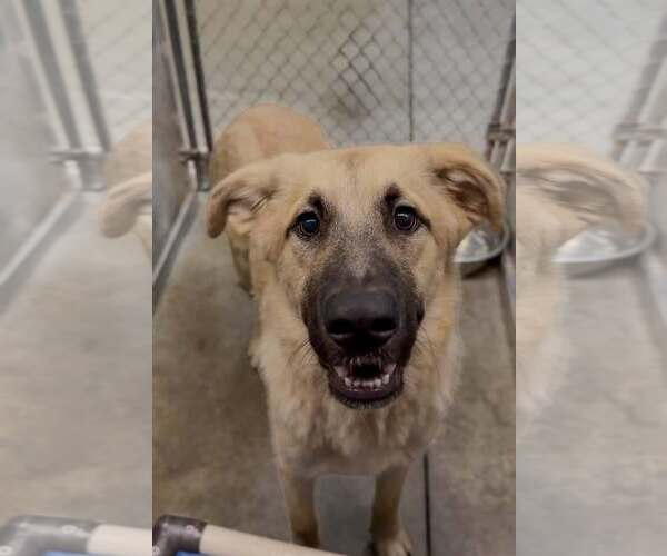 Medium Photo #1 Anatolian Shepherd Puppy For Sale in Crystal, MN, USA