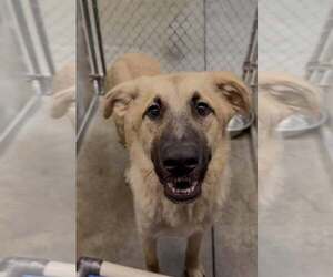 Anatolian Shepherd Dogs for adoption in Crystal, MN, USA