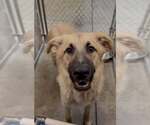 Small Anatolian Shepherd