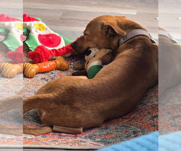 Medium Photo #2 Chihuahua-Unknown Mix Puppy For Sale in Aurora, CO, USA