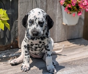 Medium Dalmatian