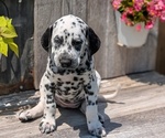 Puppy Isabelle Dalmatian