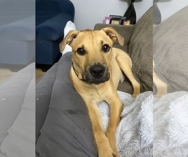 Medium Photo #18 Labrador Retriever-Unknown Mix Puppy For Sale in New York, NY, USA