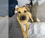 Small #17 Labrador Retriever Mix