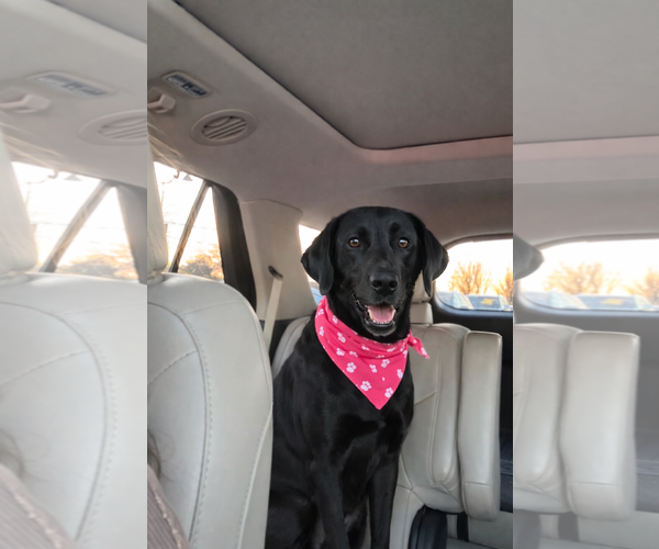 Medium Photo #1 Mutt Puppy For Sale in Euless, TX, USA