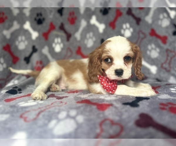 Medium Photo #4 Cavalier King Charles Spaniel Puppy For Sale in LAKELAND, FL, USA