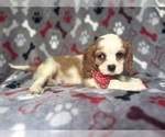 Small #3 Cavalier King Charles Spaniel
