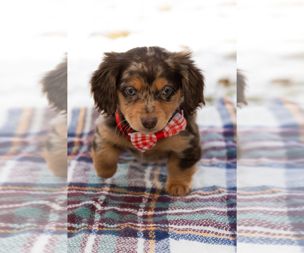 Medium Photo #1 Dachshund Puppy For Sale in BREMEN, IN, USA