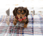 Small Dachshund