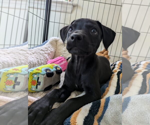 Medium Photo #3 Mutt Puppy For Sale in Virginia Beach, VA, USA