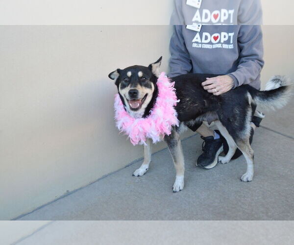 Medium Photo #2 Mutt Puppy For Sale in McKinney, TX, USA