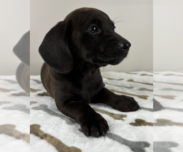 Medium Photo #1 Dachshund Puppy For Sale in INDIANAPOLIS, IN, USA