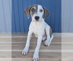 Small #4 Doberman Pinscher-Pointer Mix