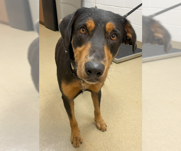 Medium Photo #1 Rottweiler-Unknown Mix Puppy For Sale in Hillsboro, NH, USA