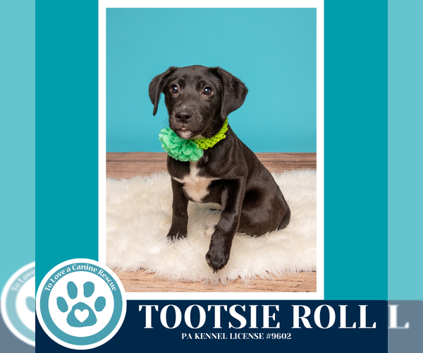 Medium Photo #10 Borador Puppy For Sale in Kimberton, PA, USA