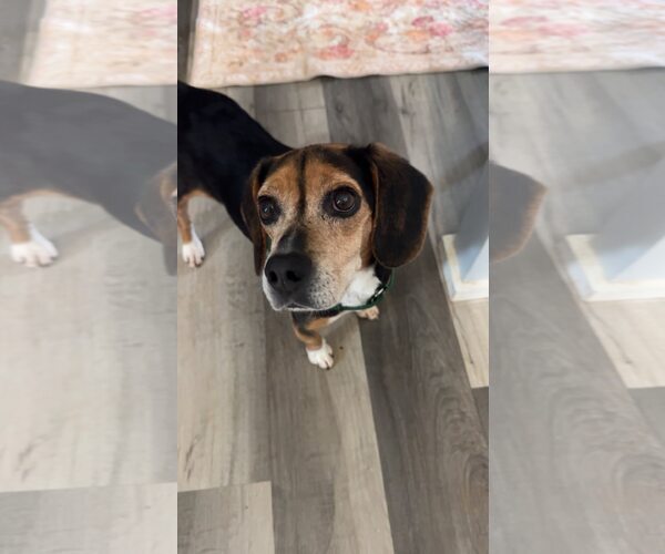 Medium Photo #2 Beagle Puppy For Sale in Greenville, SC, USA