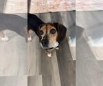 Small #1 Beagle