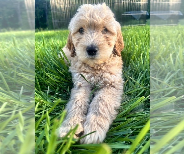 Medium Photo #3 Double Doodle Puppy For Sale in ROARING RIVER, NC, USA
