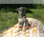 Small #1 German Shepherd Dog
