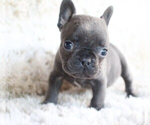 French Bulldog Puppy for sale in OAKDALE, MA, USA