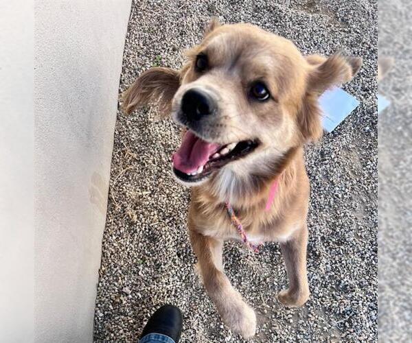 Medium Photo #1 Boxer-Unknown Mix Puppy For Sale in Las Vegas, NV, USA