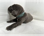 Puppy Ms Sky Newfoundland
