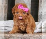 Image preview for Ad Listing. Nickname: Poodles