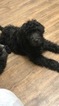 Small Photo #1 Goldendoodle Puppy For Sale in ARLINGTON, TX, USA