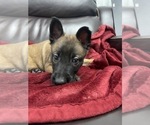Small Photo #70 Belgian Malinois Puppy For Sale in REESEVILLE, WI, USA