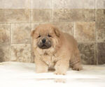 Small #1 Chow Chow
