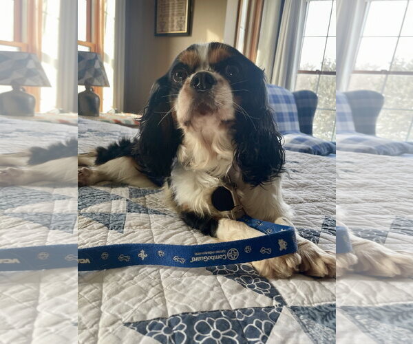 Medium Photo #4 Cavalier King Charles Spaniel Puppy For Sale in St. Louis Park, MN, USA